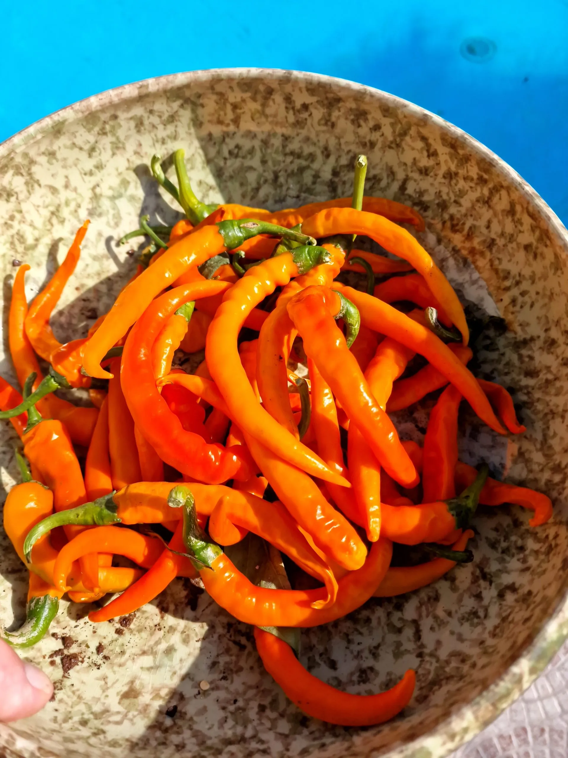 Cayenne Red & Orange Double Pack Chilli Seeds - Image 2