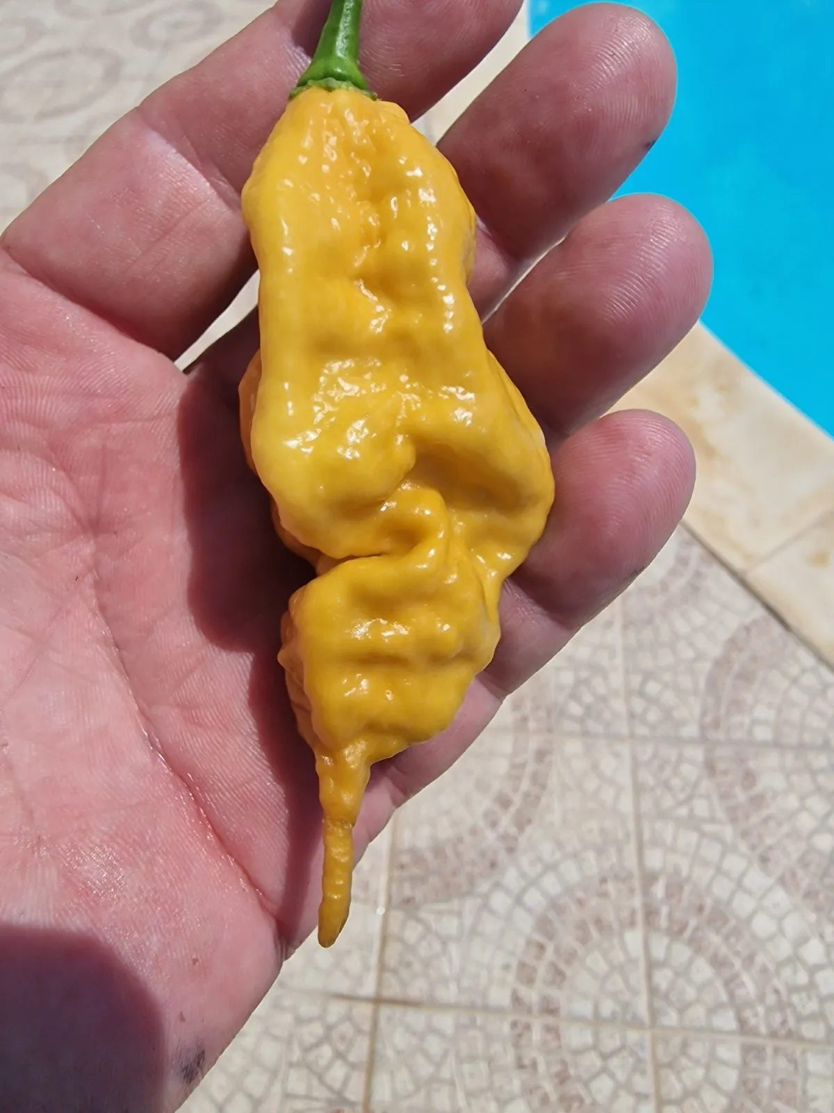 Butterscotch Ghost Scorpion Chilli Seeds - Image 3