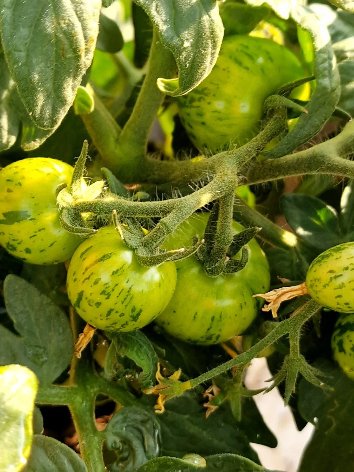 Tiny Tiger Micro Dwarf Tomato Seeds - Image 4