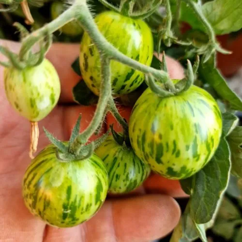 Tiny Tiger Micro Dwarf Tomato Seeds