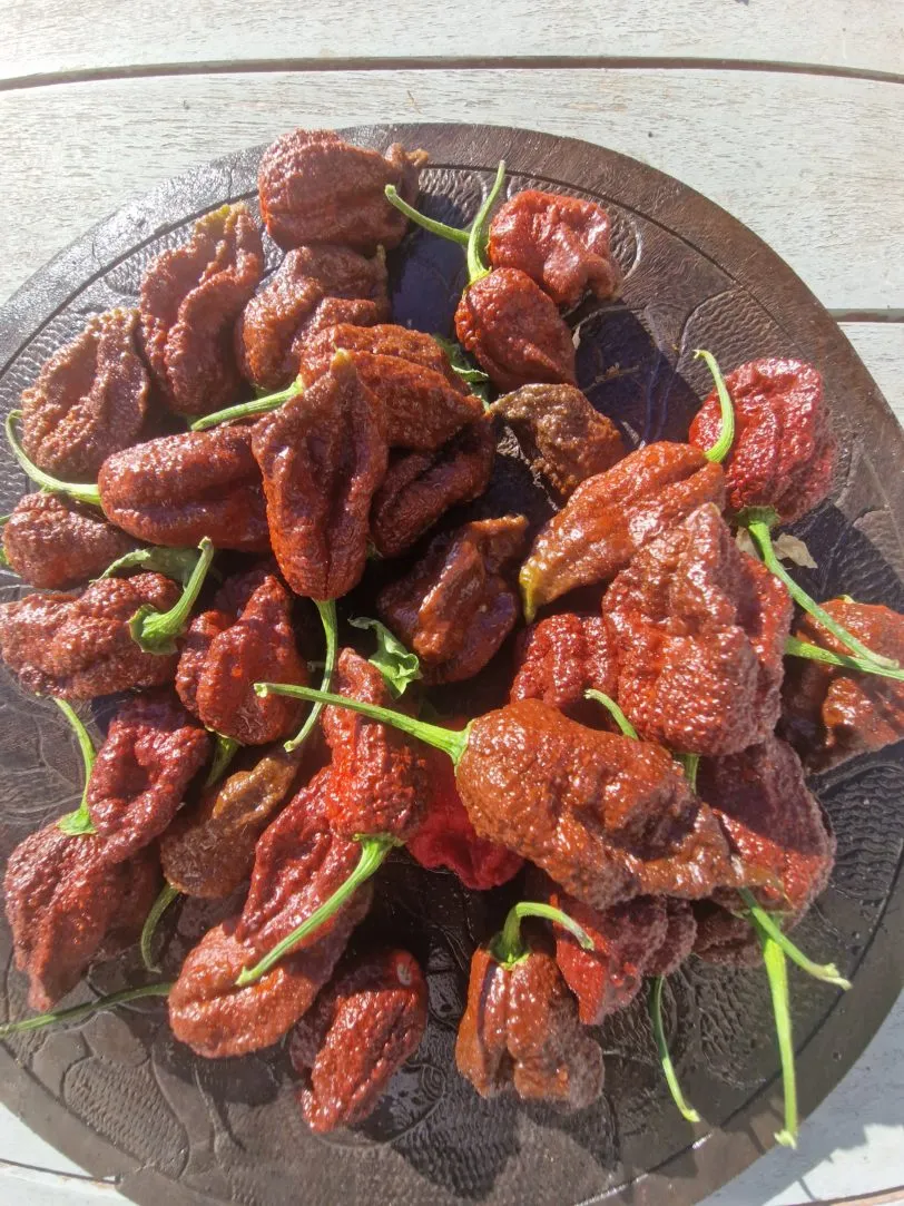 Chocolate Ghost Jami Chilli Seeds - Image 6