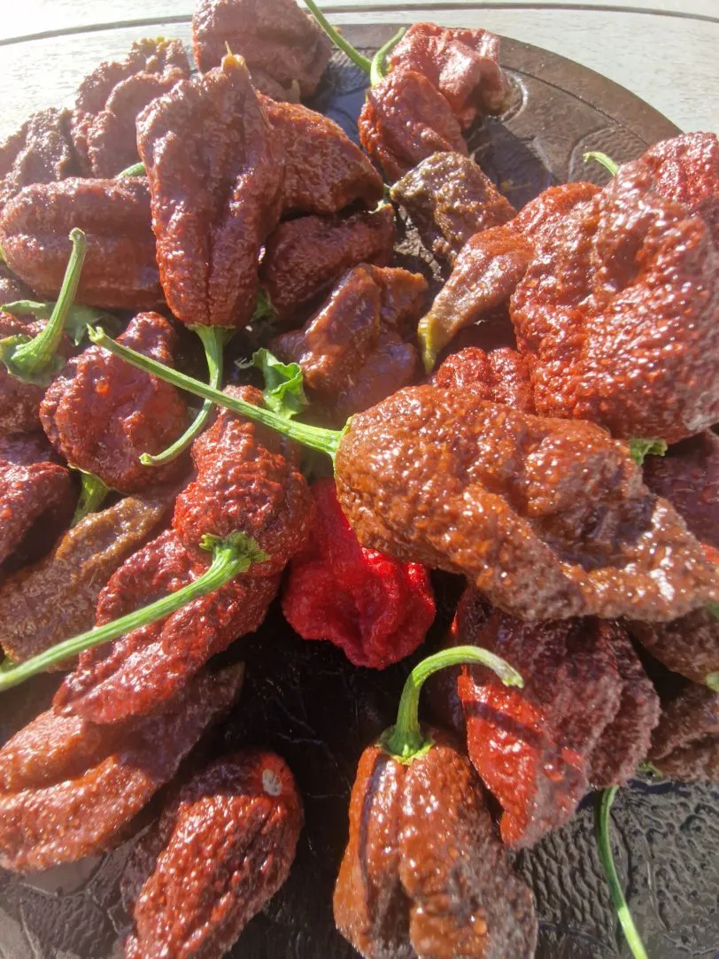 Chocolate Ghost Jami Chilli Seeds - Image 7