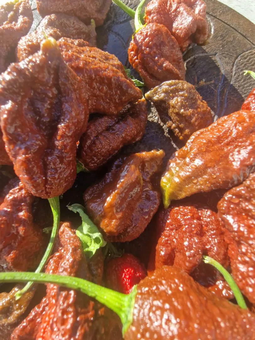 Chocolate Ghost Jami Chilli Seeds - Image 2