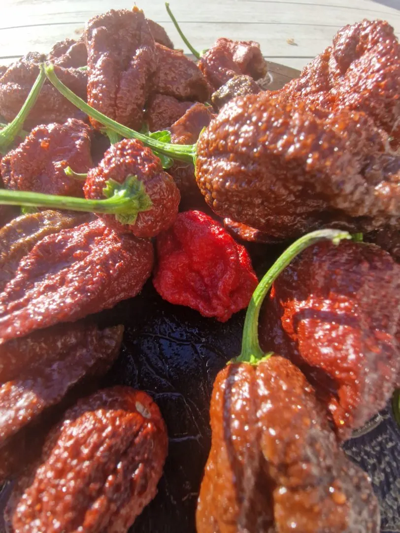 Chocolate Ghost Jami Chilli Seeds - Image 3