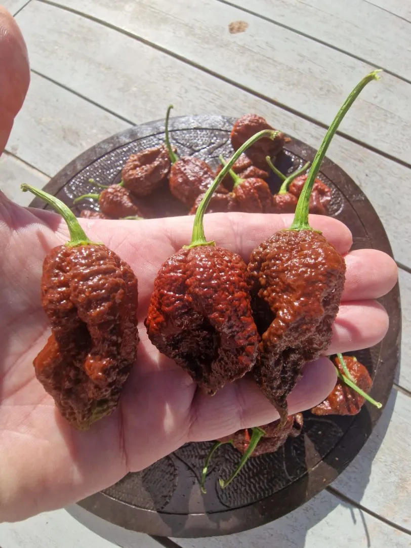 Chocolate Ghost Jami Chilli Seeds - Image 4