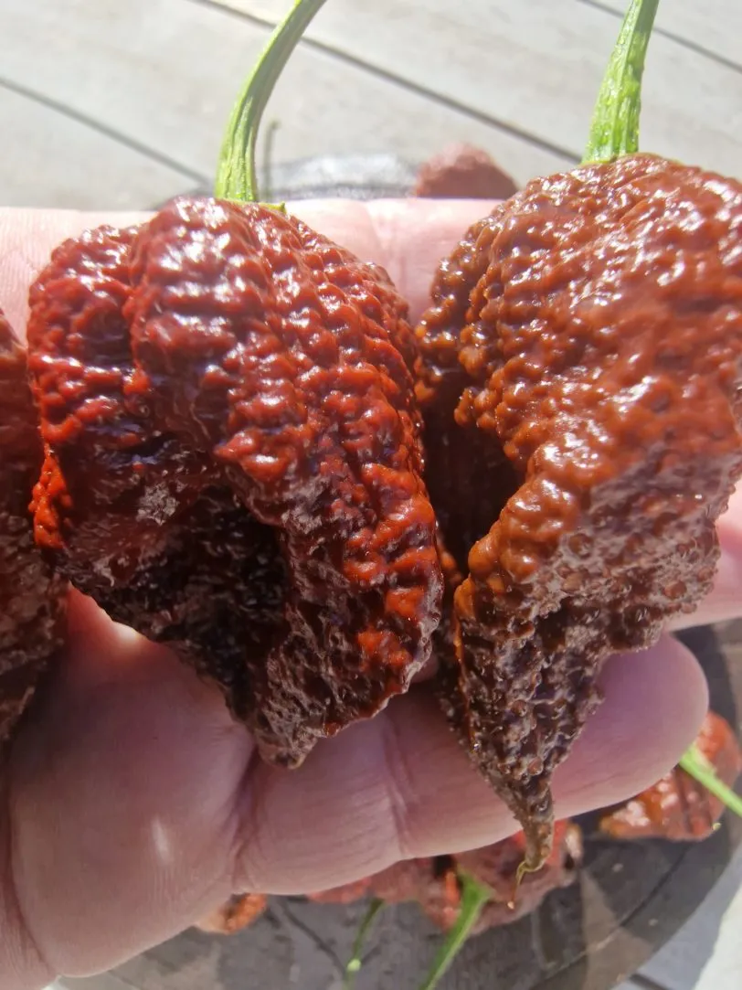 Chocolate Ghost Jami Chilli Seeds - Image 5