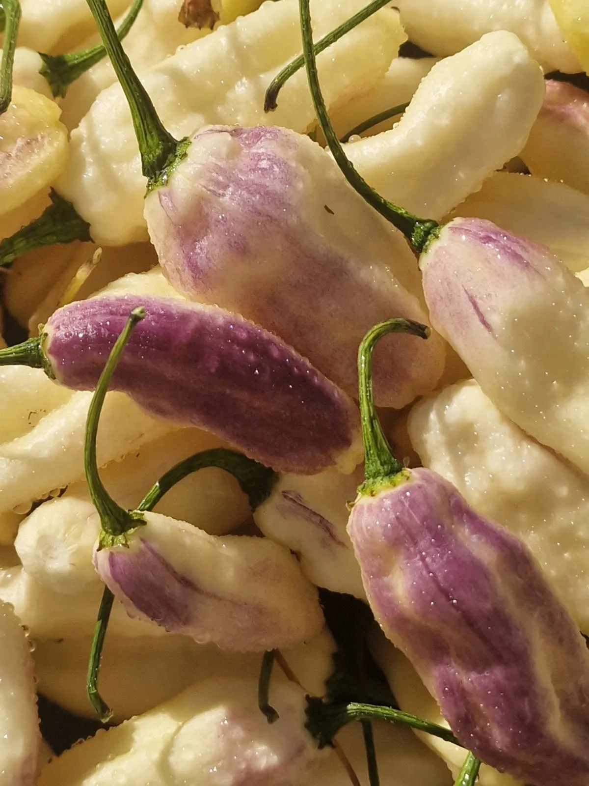 Cartel Karen Chilli Seeds - Image 8