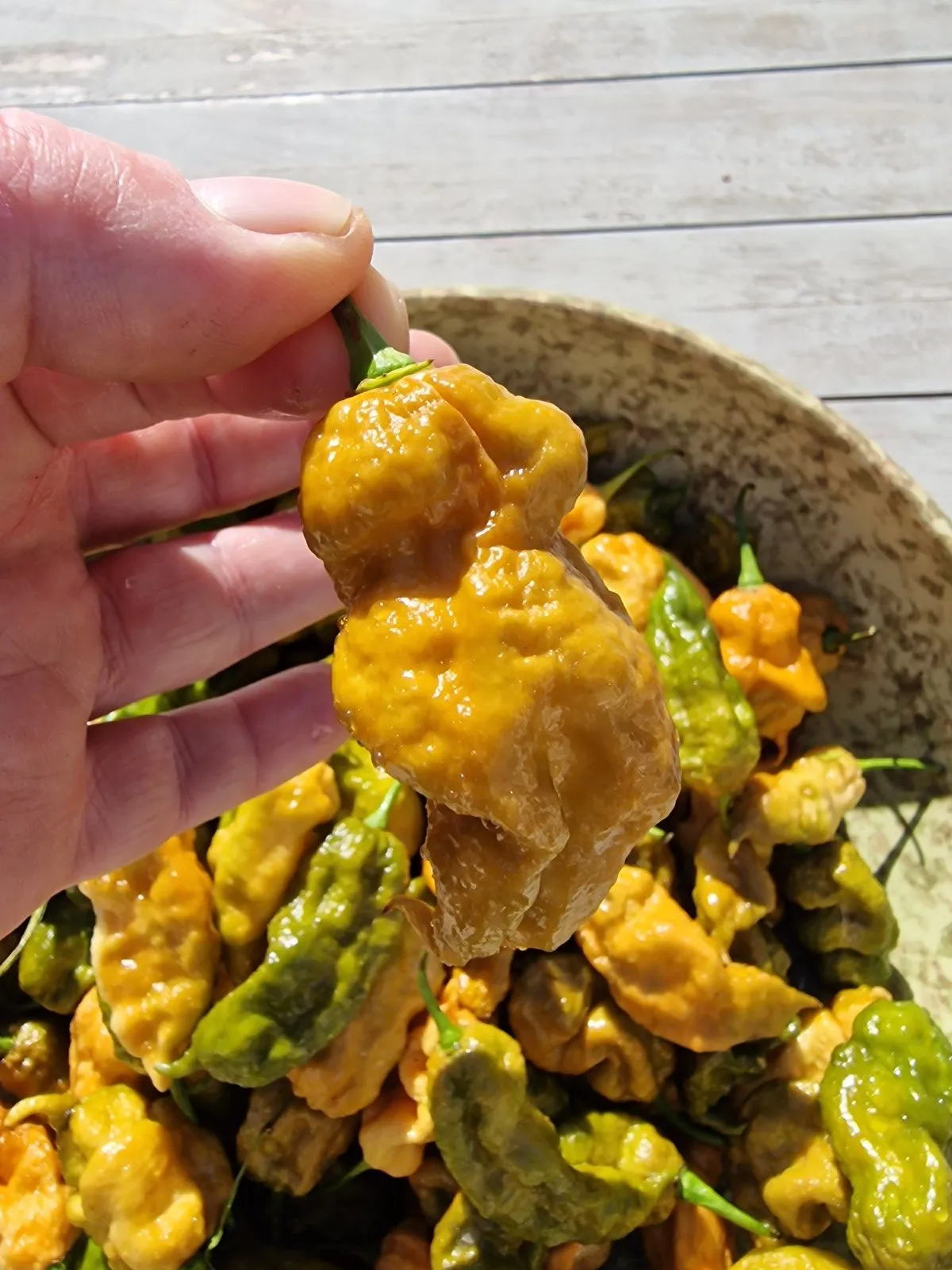 Butterscotch Ghost Scorpion Chilli Seeds - Image 8