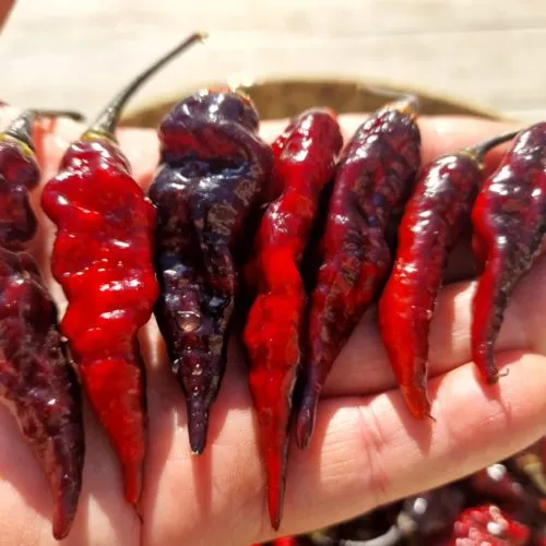 Black Bhut x Naga Python Chilli Seeds