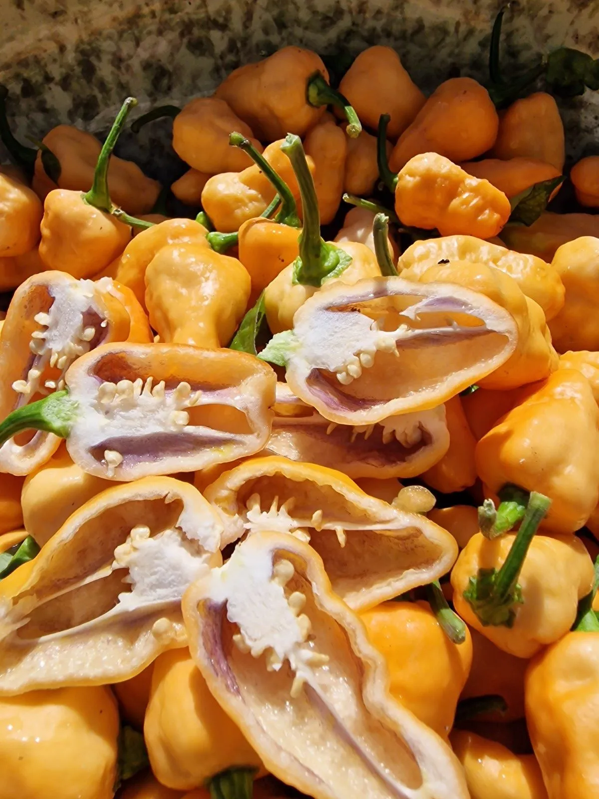 Peach Jes Chilli Seeds - Image 3