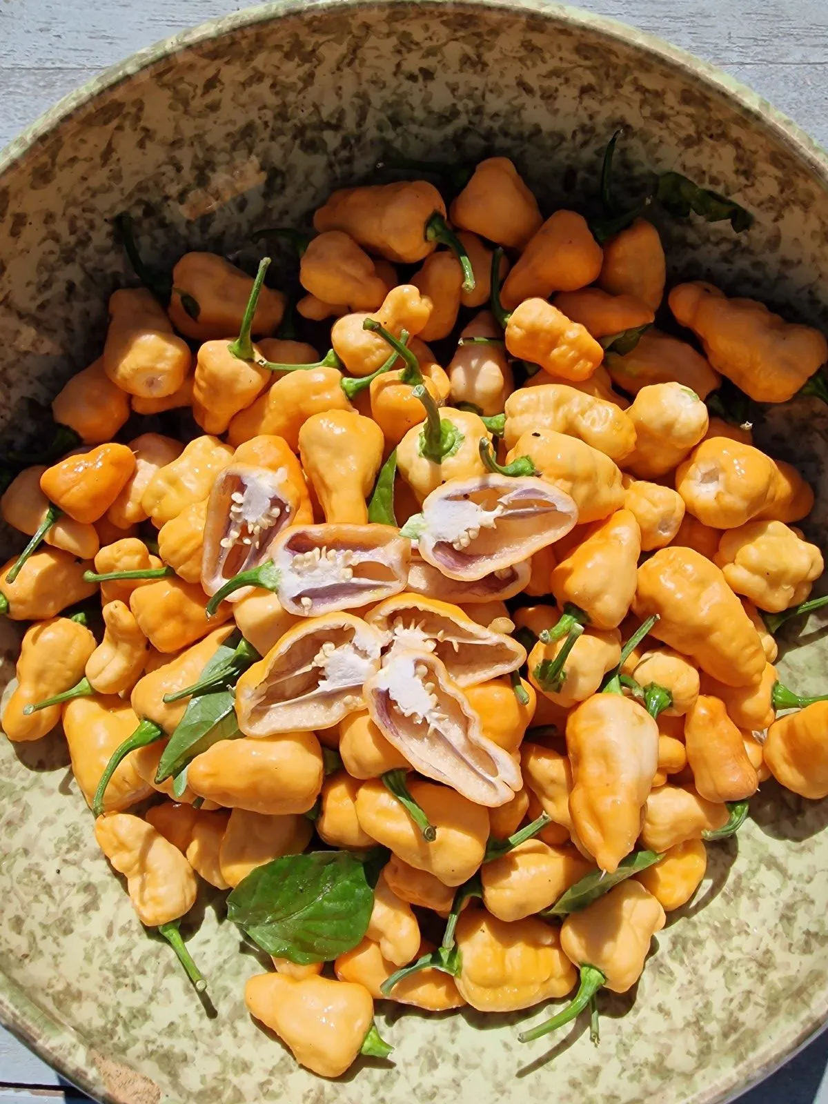 Peach Jes Chilli Seeds - Image 2