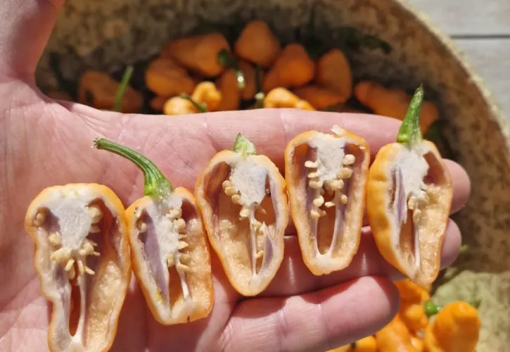 Peach Jess Chilli Seeds