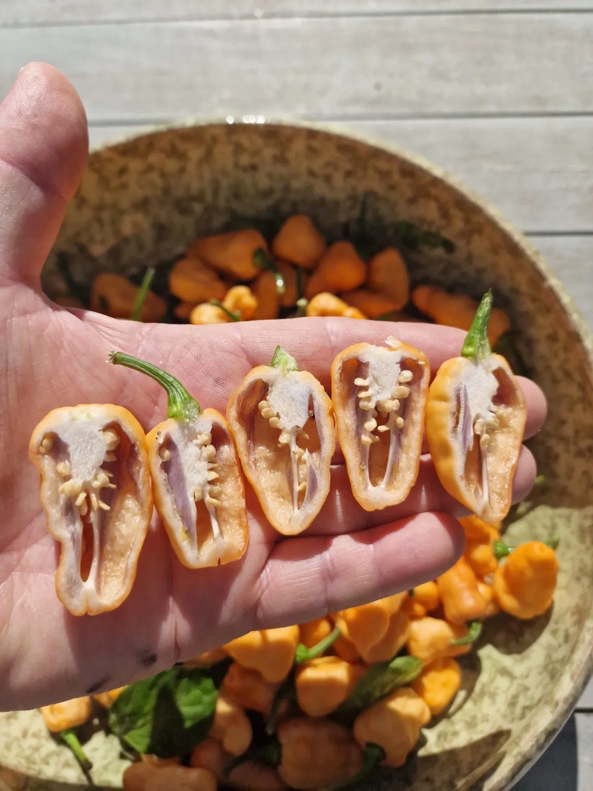 Peach Jess Chilli Seeds