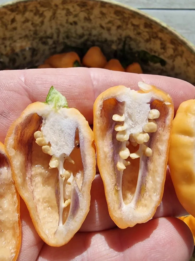 Peach Jes Chilli Seeds - Image 4