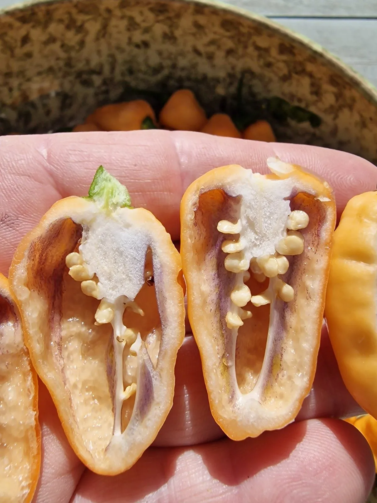 Peach Jes Chilli Seeds - Image 4