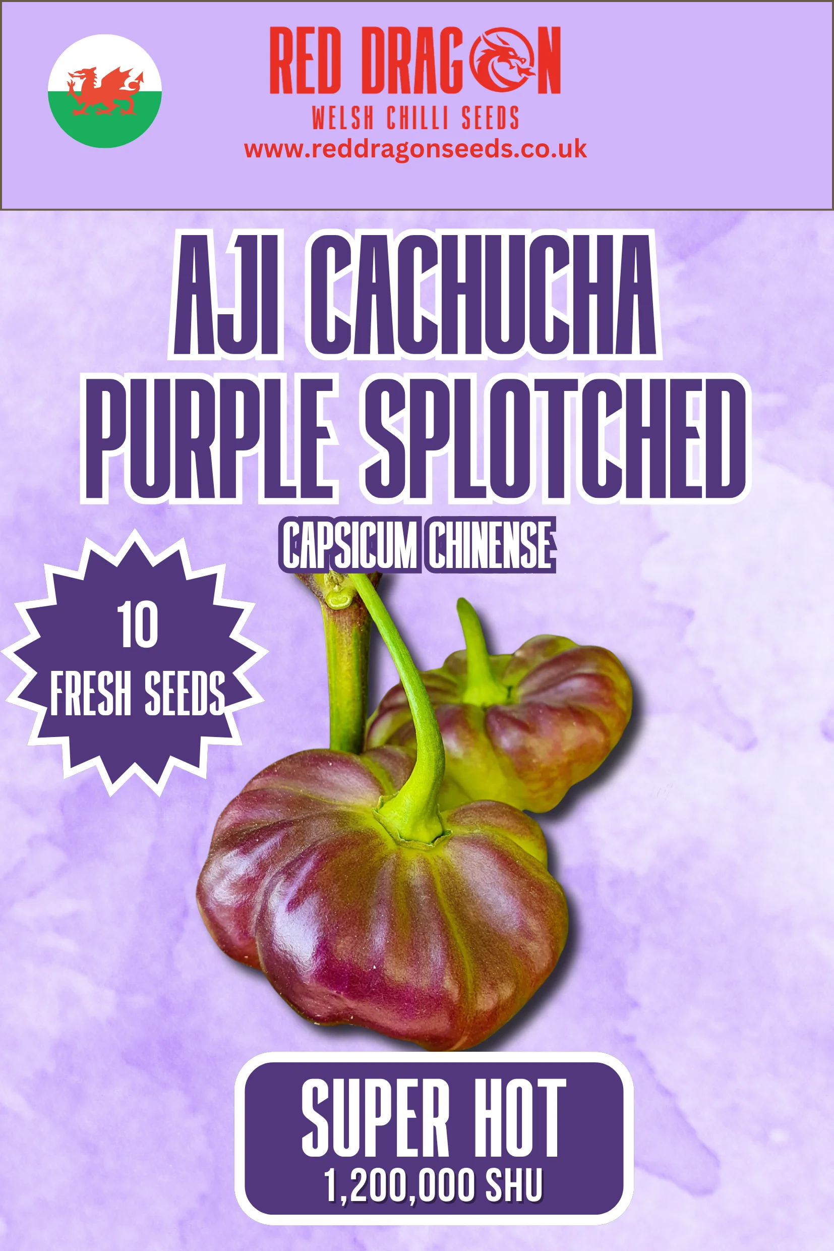 Aji Cachucha Purple Splotched Pepper Seeds