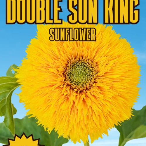 Double Sun King Sunflower Seeds