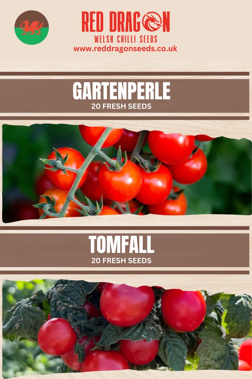 Hanging Basket Tomatoes Double Pack