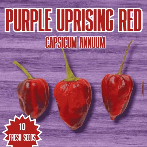 Purple Uprising Red Chilli Seeds