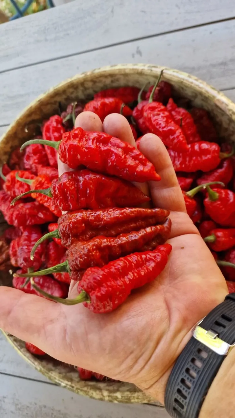 Faddas Crazy Boy Chilli Seeds