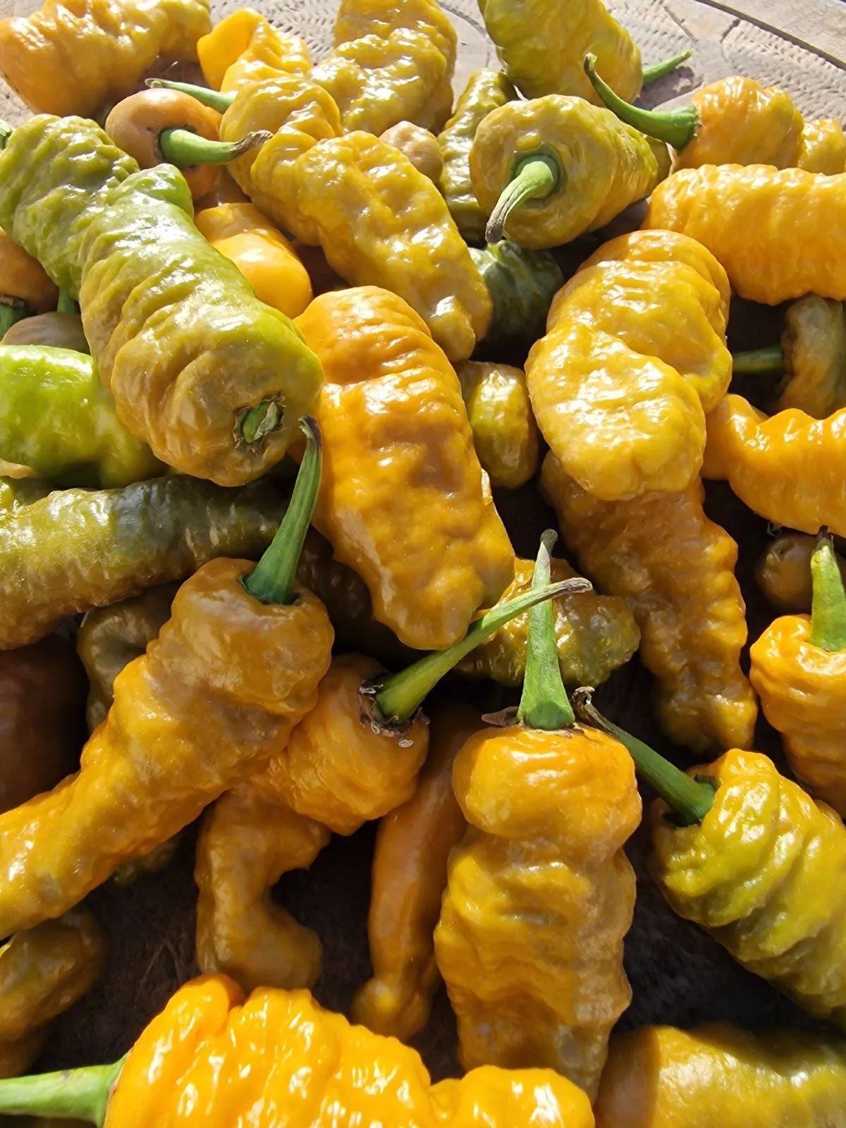 Butterscotch Ghost Scorpion Chilli Seeds - Image 10