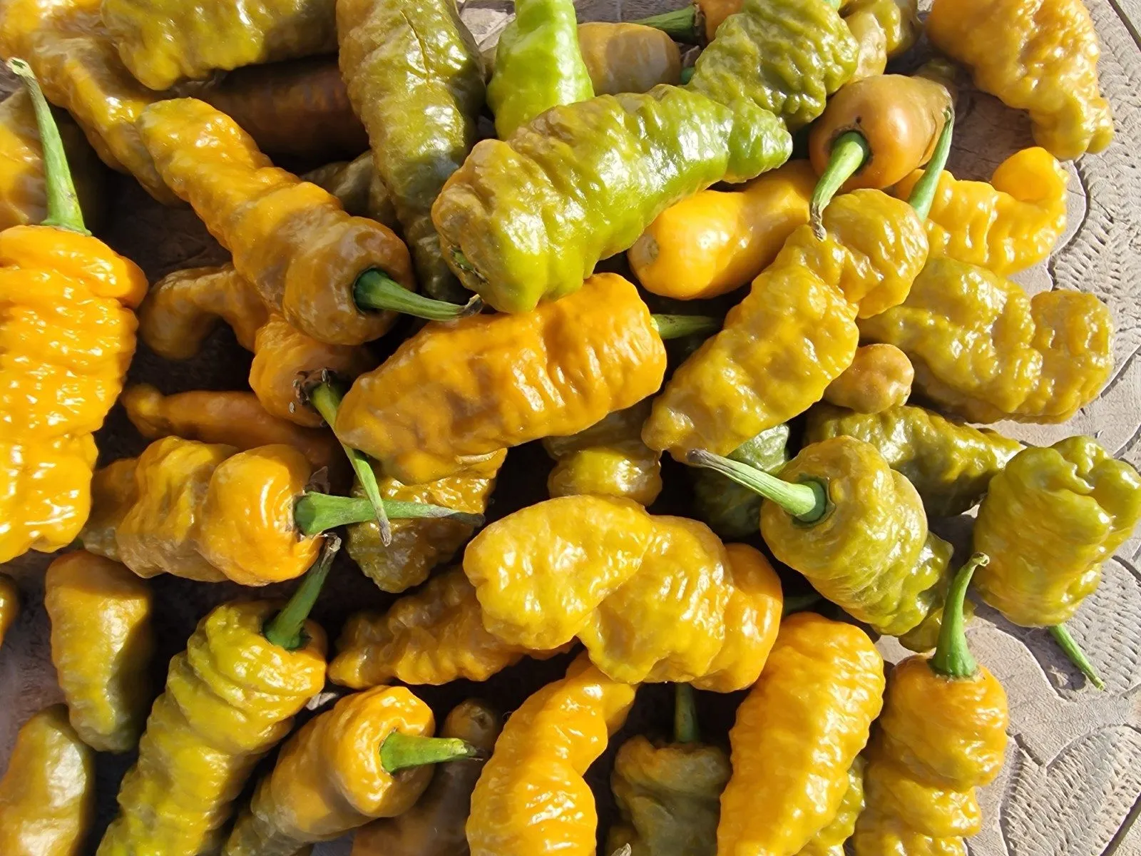 Butterscotch Ghost Scorpion Chilli Seeds - Image 11