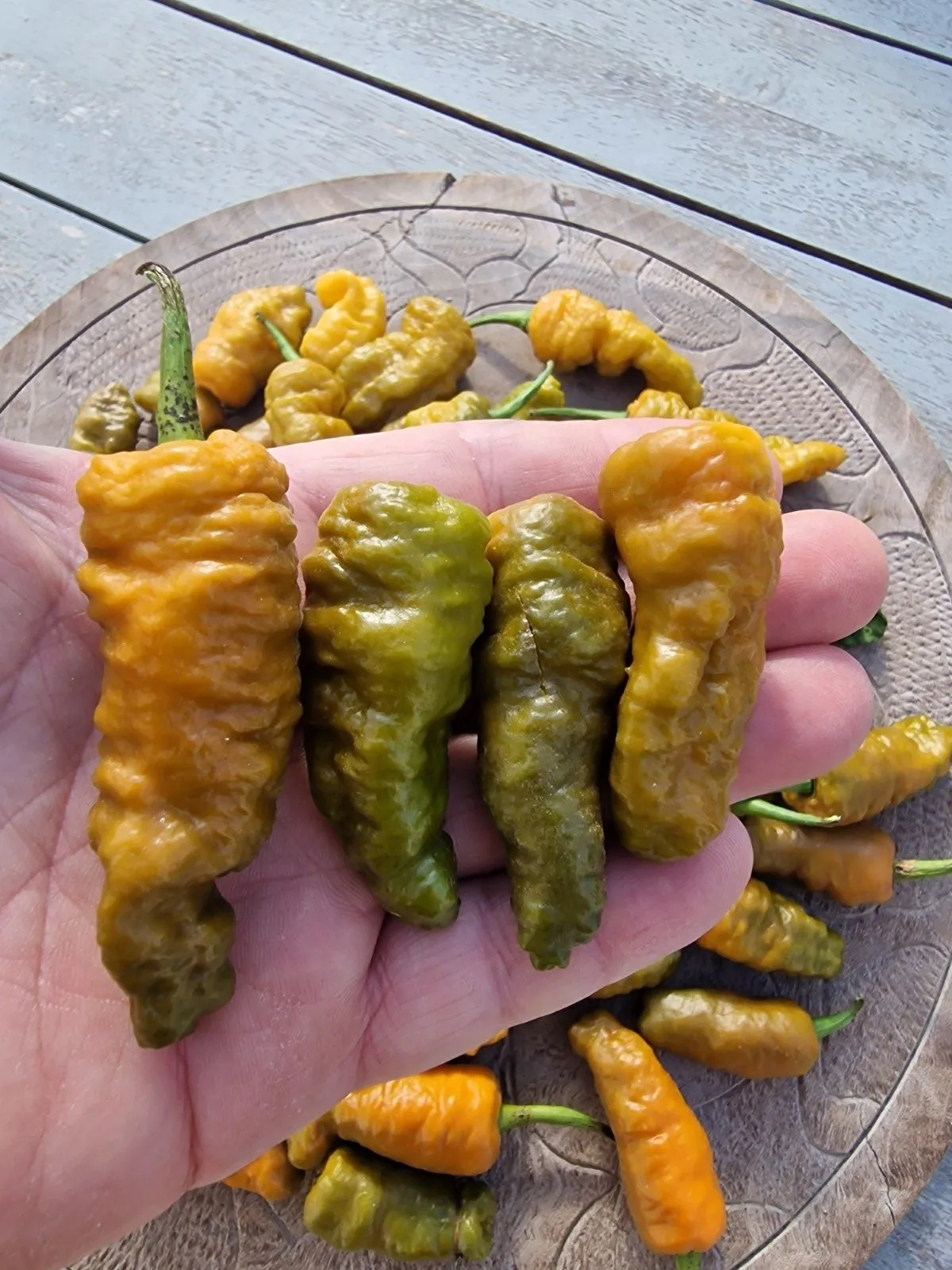 Butterscotch Ghost Scorpion Chilli Seeds - Image 12