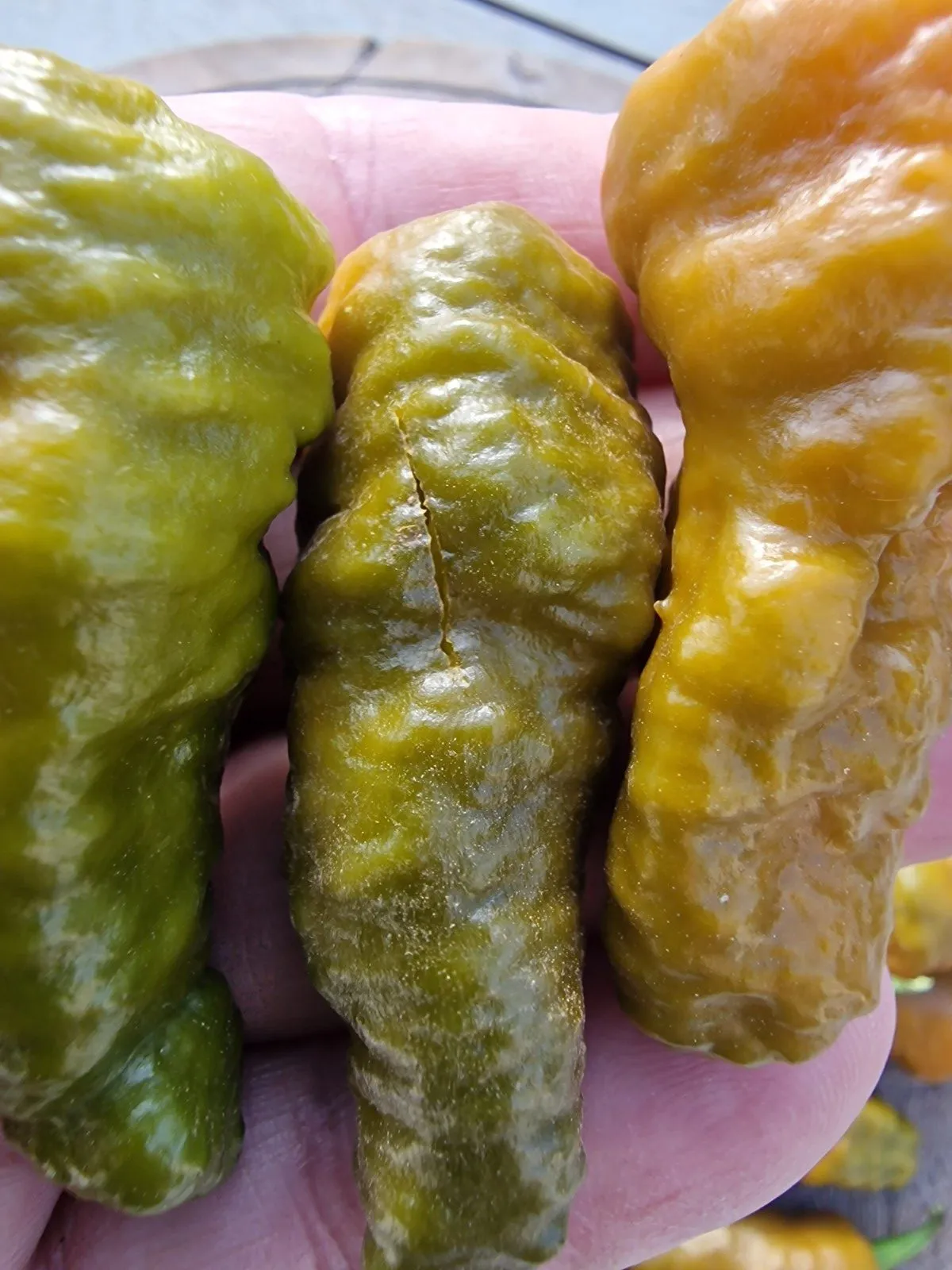 Butterscotch Ghost Scorpion Chilli Seeds - Image 9