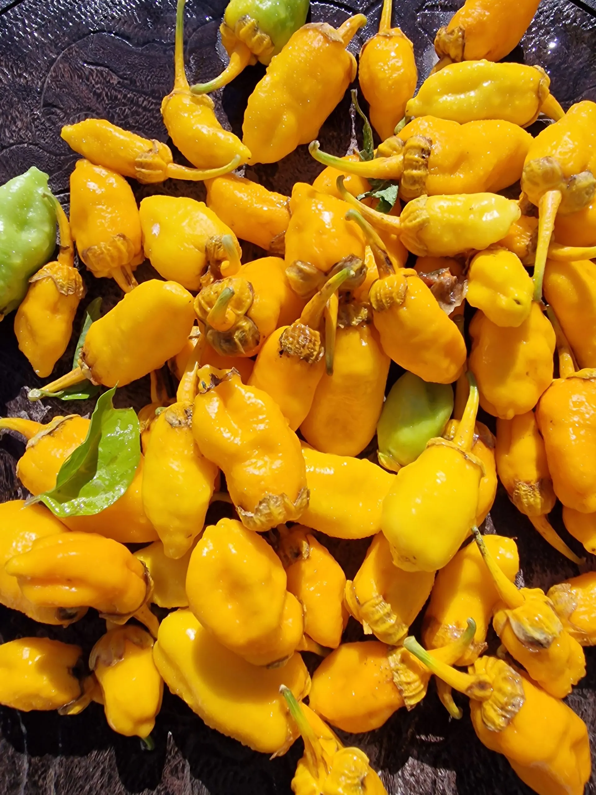 Morangum XLP Chilli Seeds - Image 2