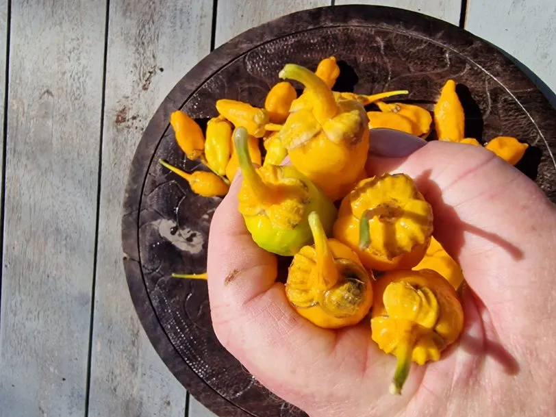 Morangum XLP Chilli Seeds - Image 4