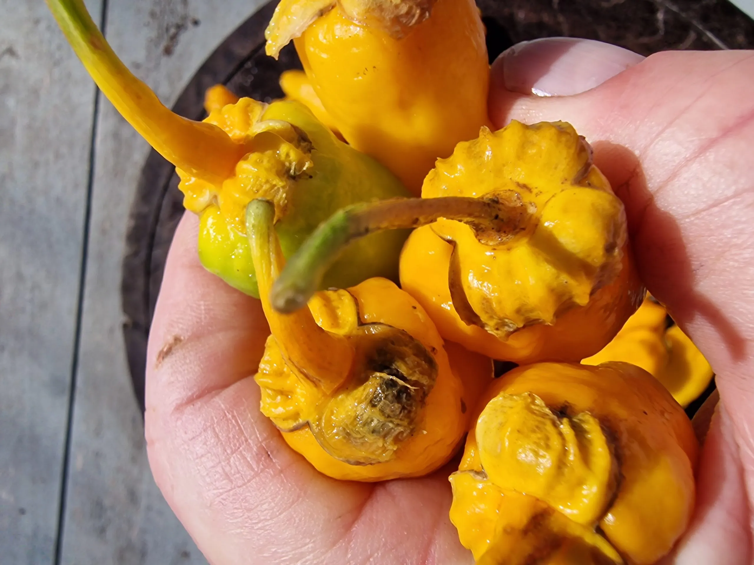 Morangum XLP Chilli Seeds - Image 5