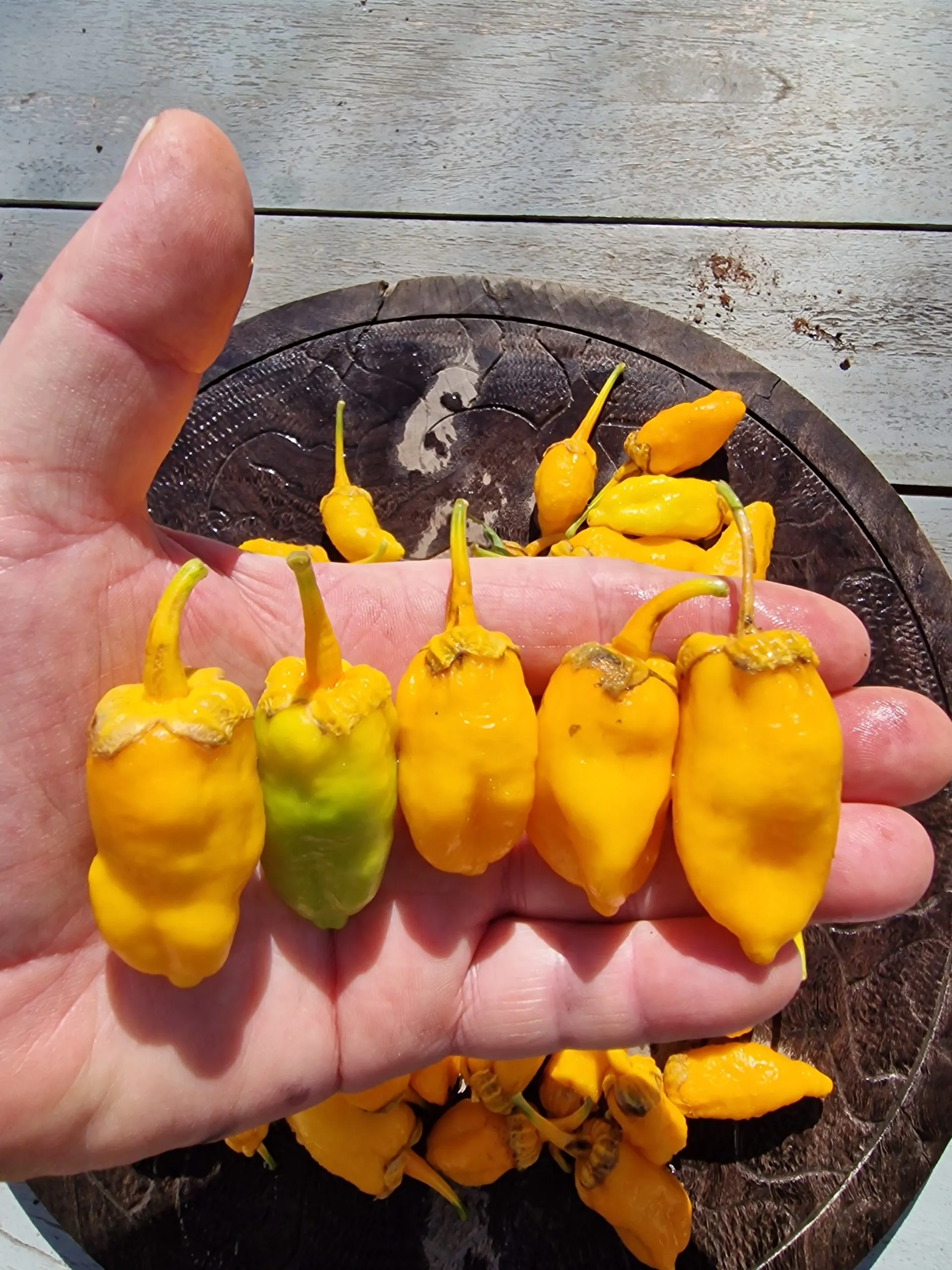 Morangum XLP Chilli Seeds - Image 6