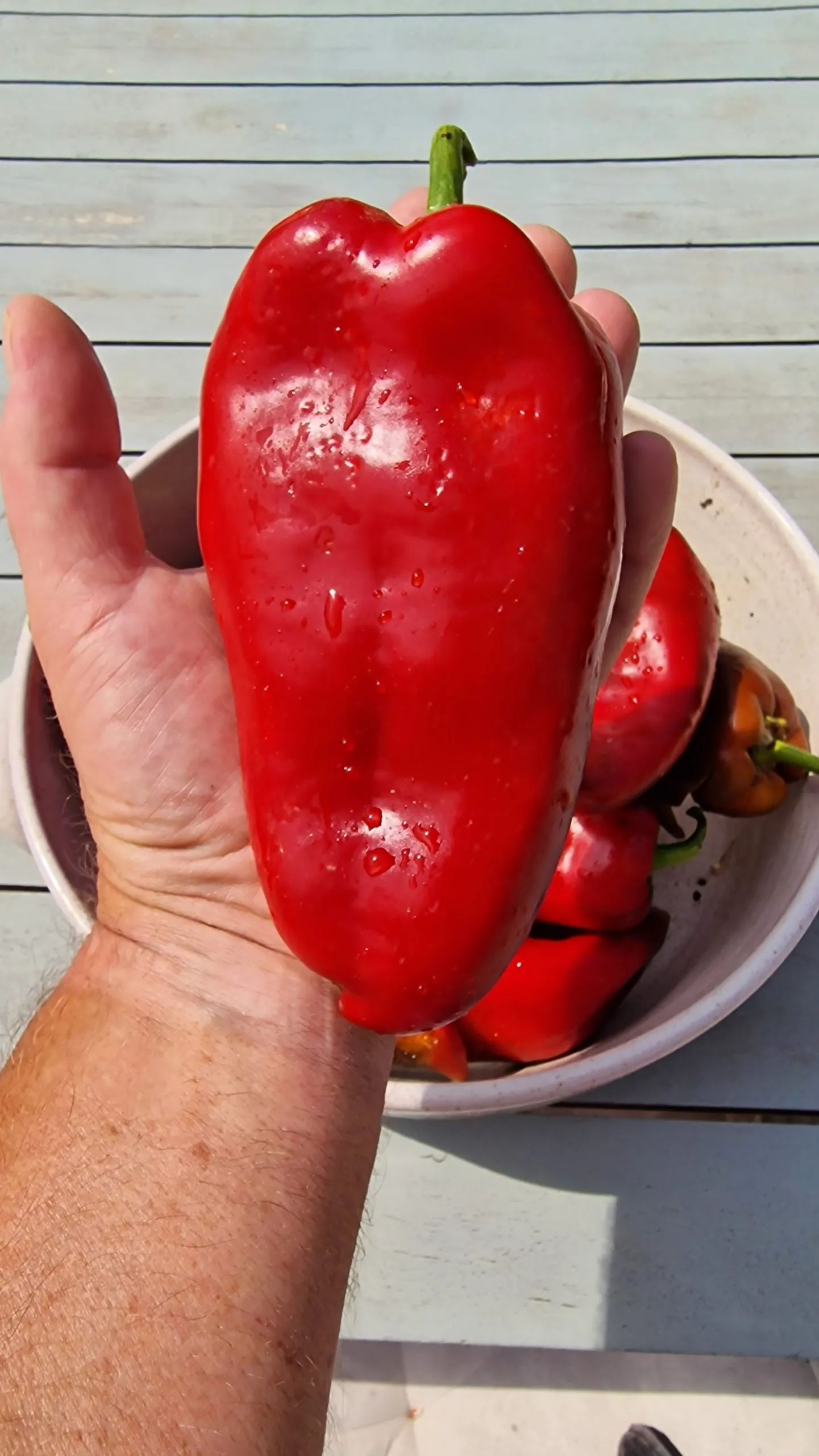 Lunch Box Red & Orange Sweet Pepper Seeds - Image 9