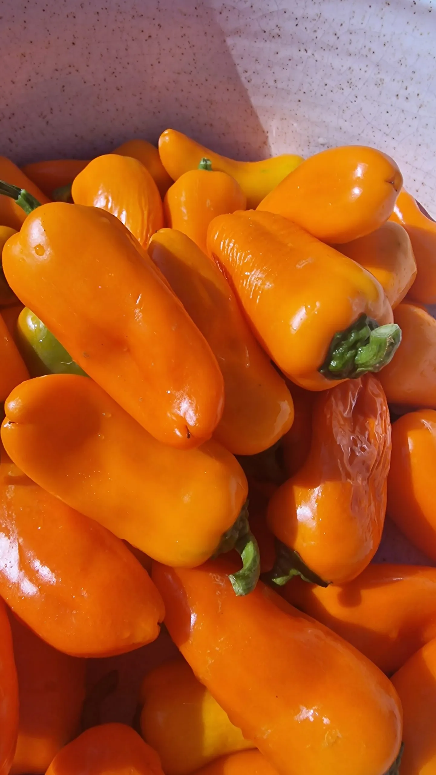 Lunch Box Red & Orange Sweet Pepper Seeds - Image 7