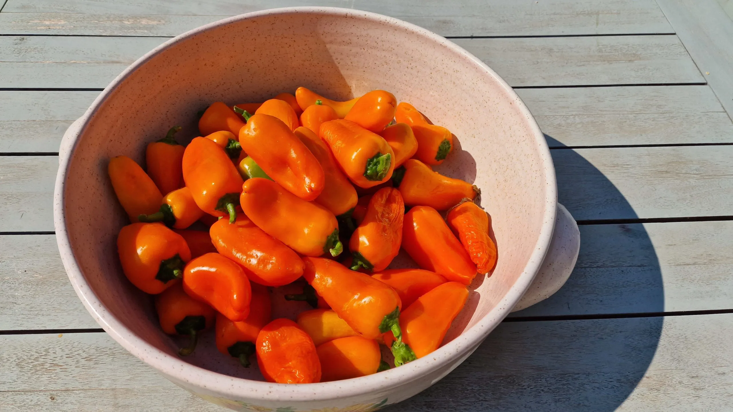 Lunch Box Red & Orange Sweet Pepper Seeds - Image 8
