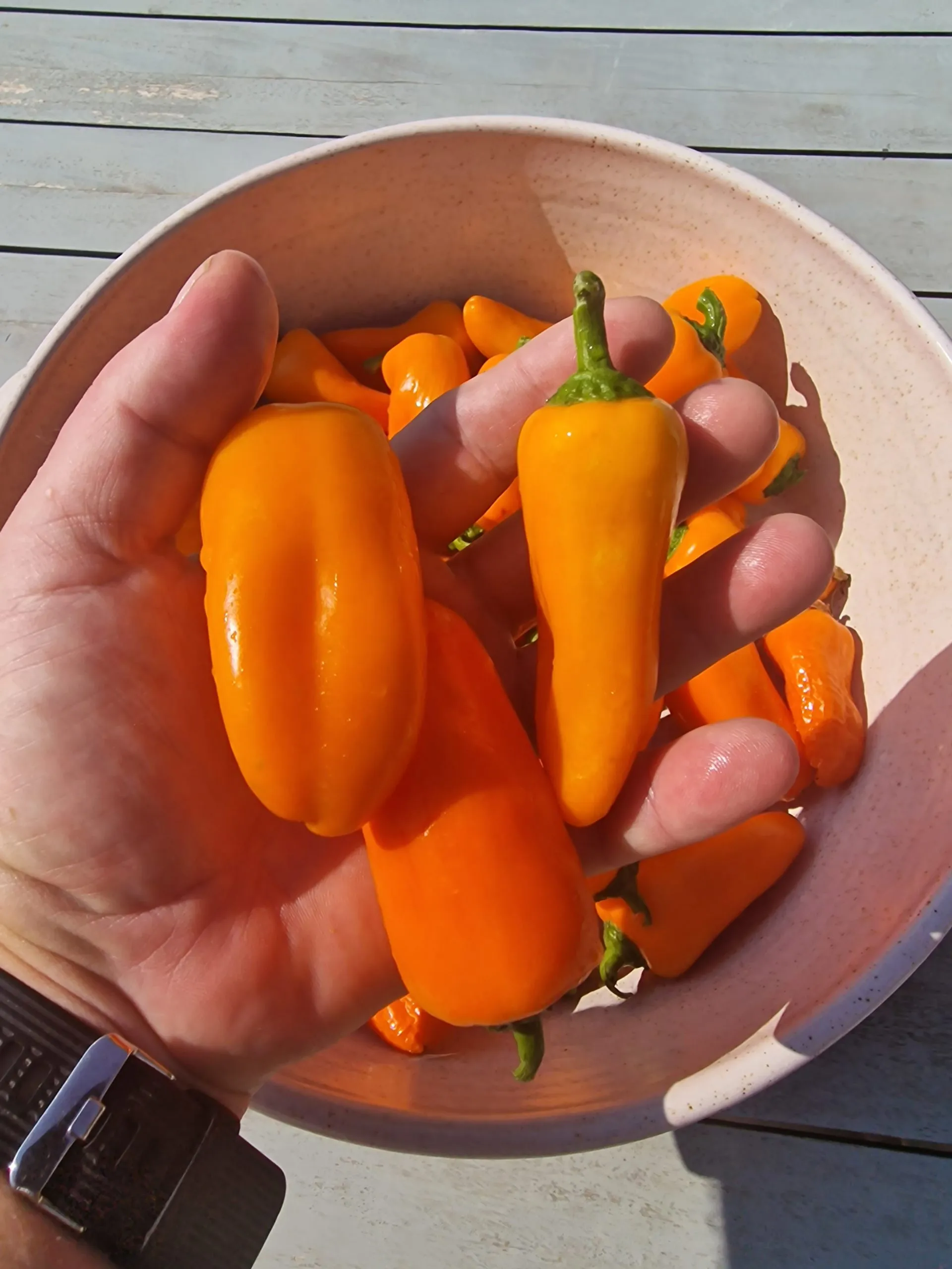 Lunch Box Red & Orange Sweet Pepper Seeds - Image 6