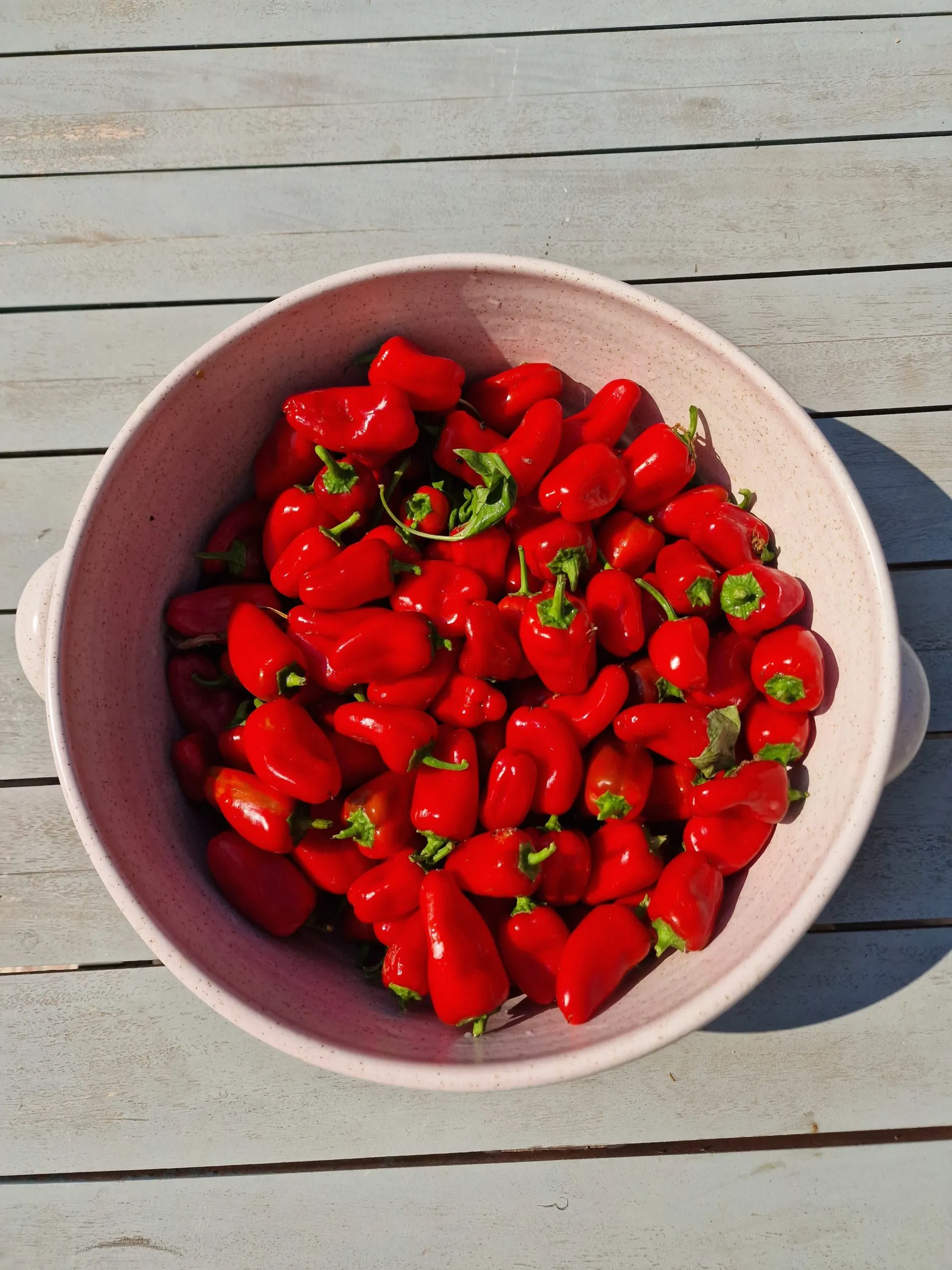 Lunch Box Red & Orange Sweet Pepper Seeds - Image 5