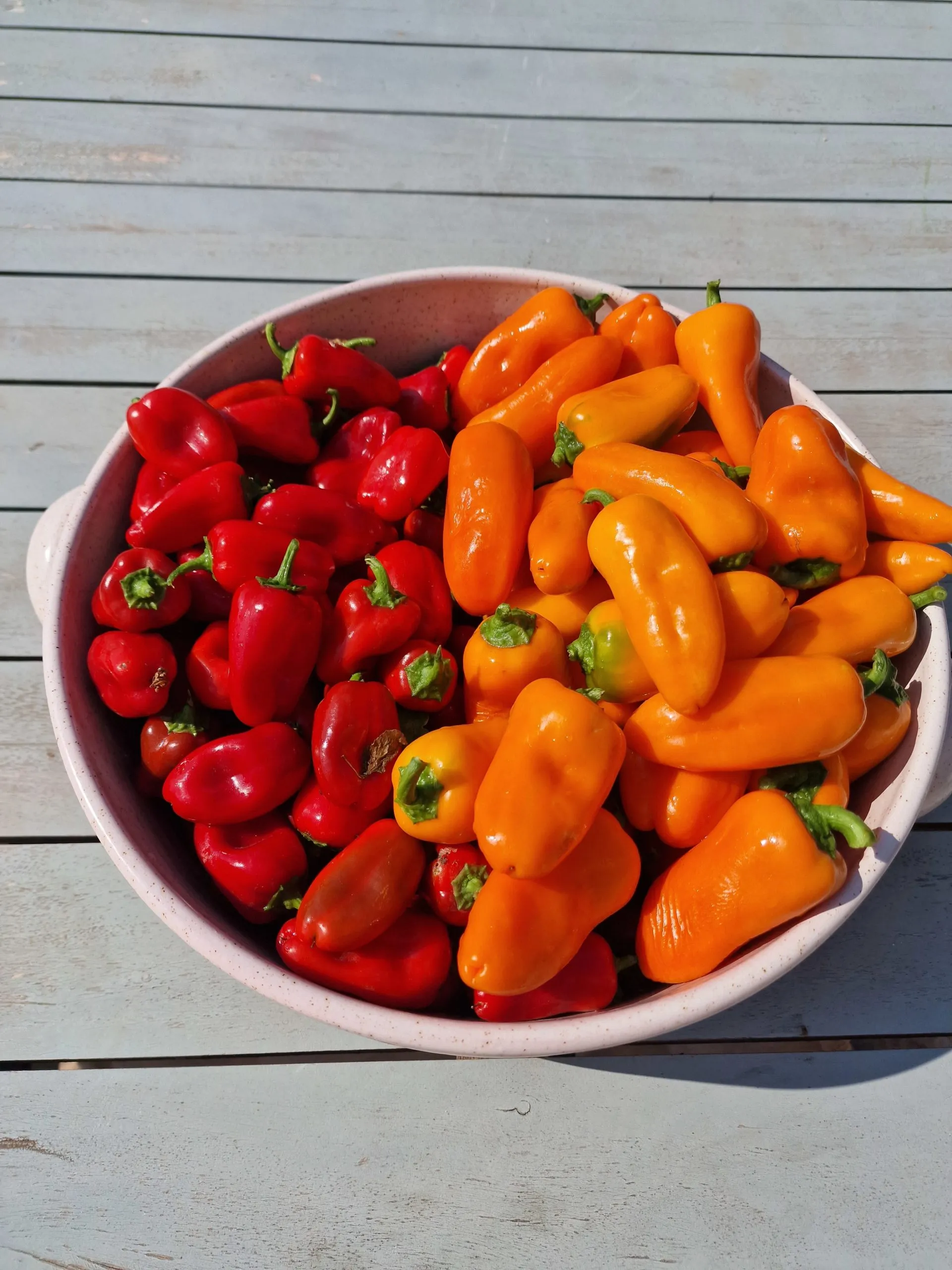 Lunch Box Red & Orange Sweet Pepper Seeds - Image 4