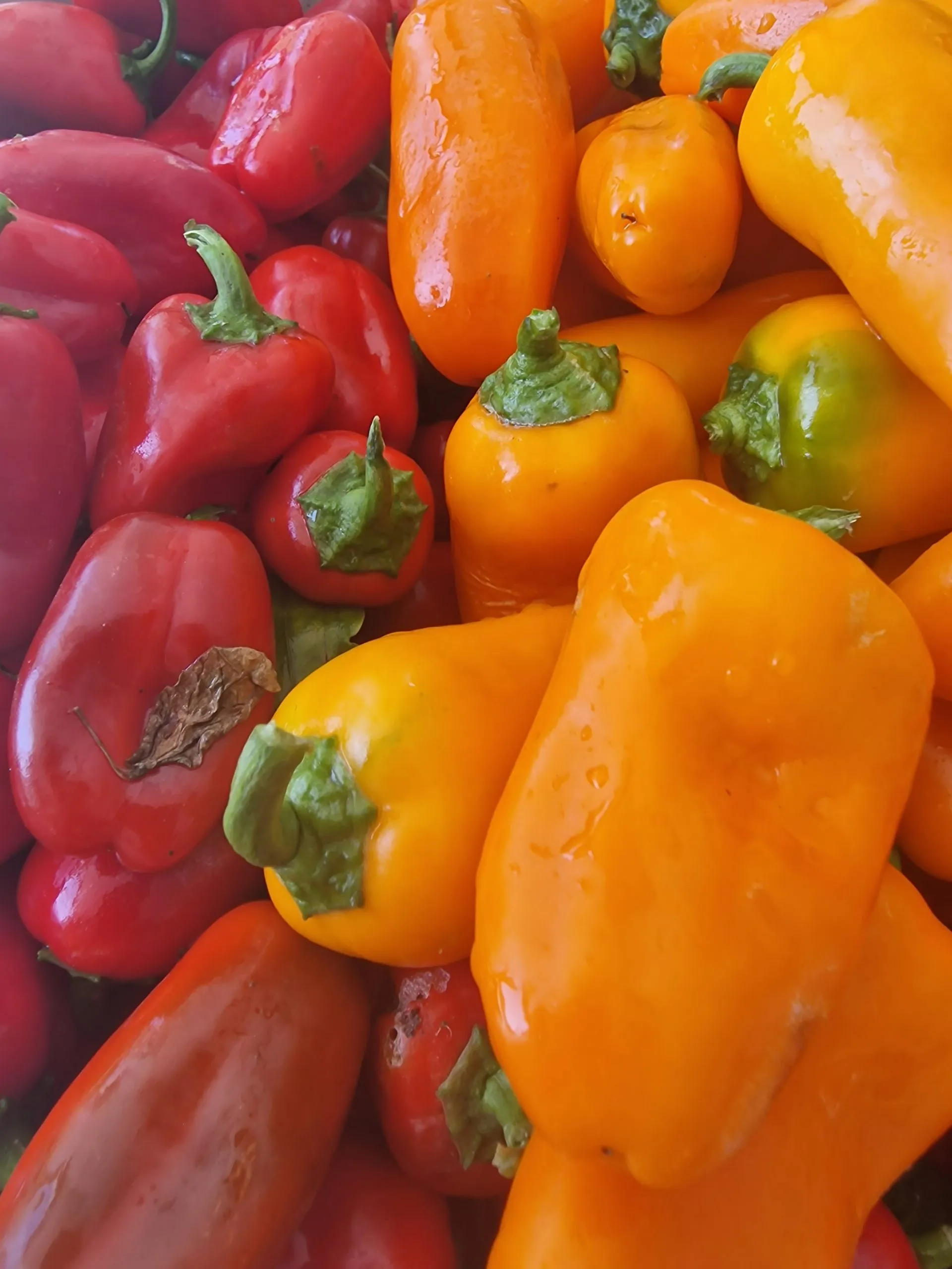 Lunch Box Red & Orange Sweet Pepper Seeds - Image 3