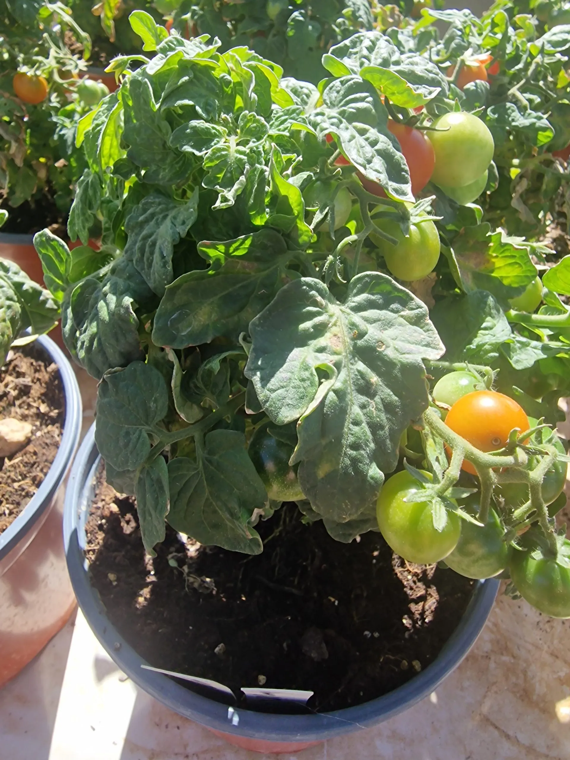 Orange Dream Micro Dwarf Tomato Seeds - Image 2