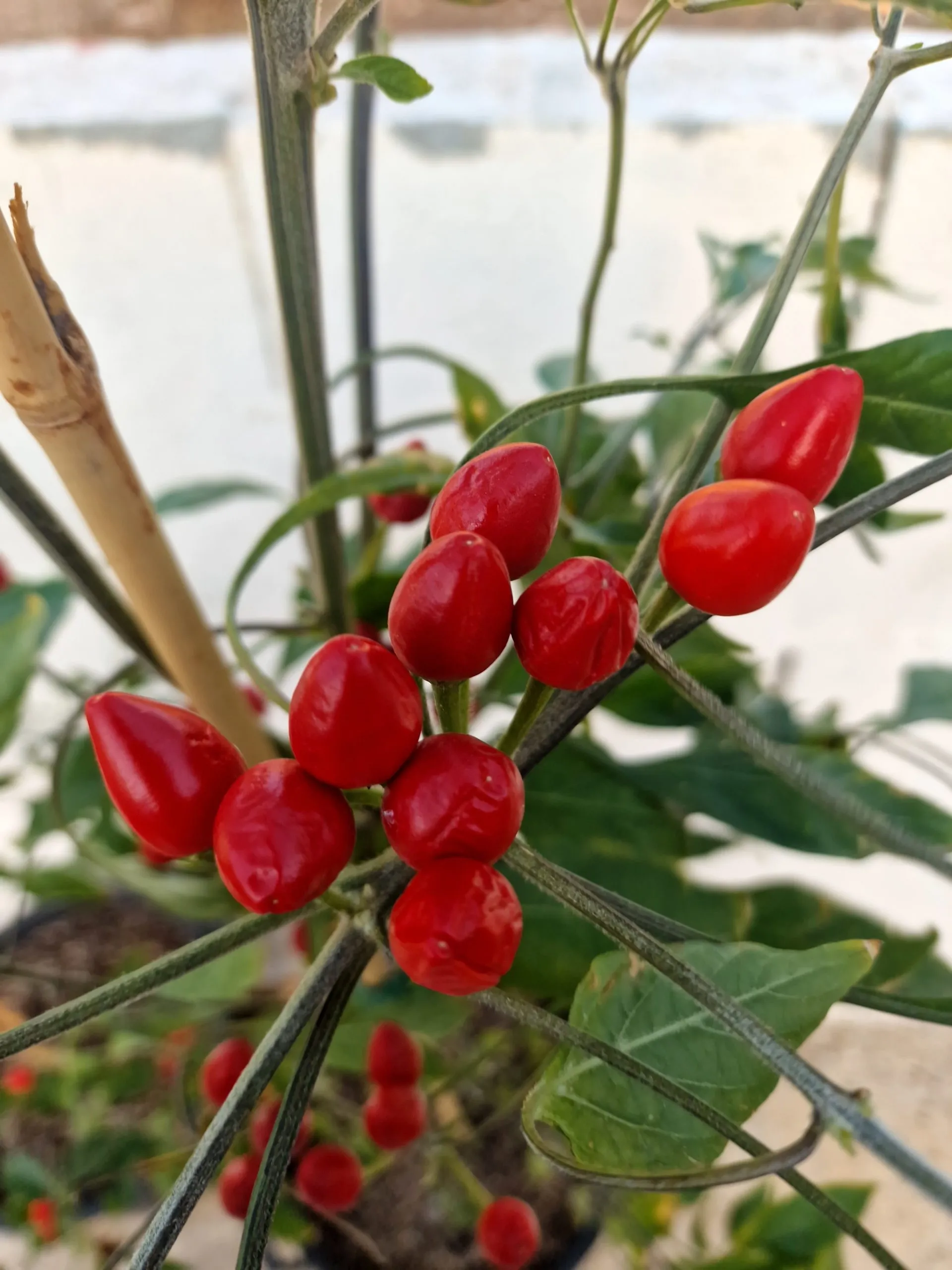 Chiltepin Chilli Seeds
