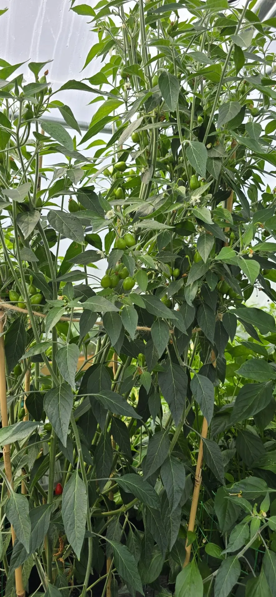 Chiltepin PI Chilli Seeds - Image 3