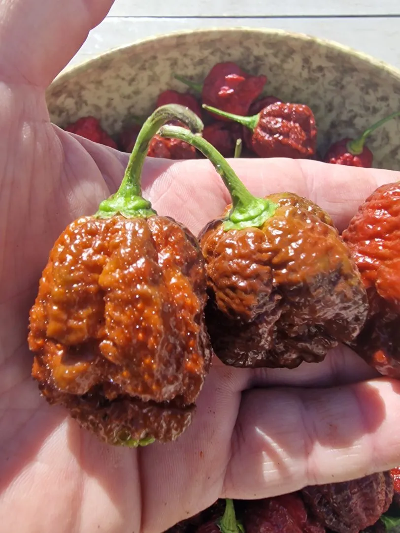 Giant Black Naga Chilli Seeds - Image 5