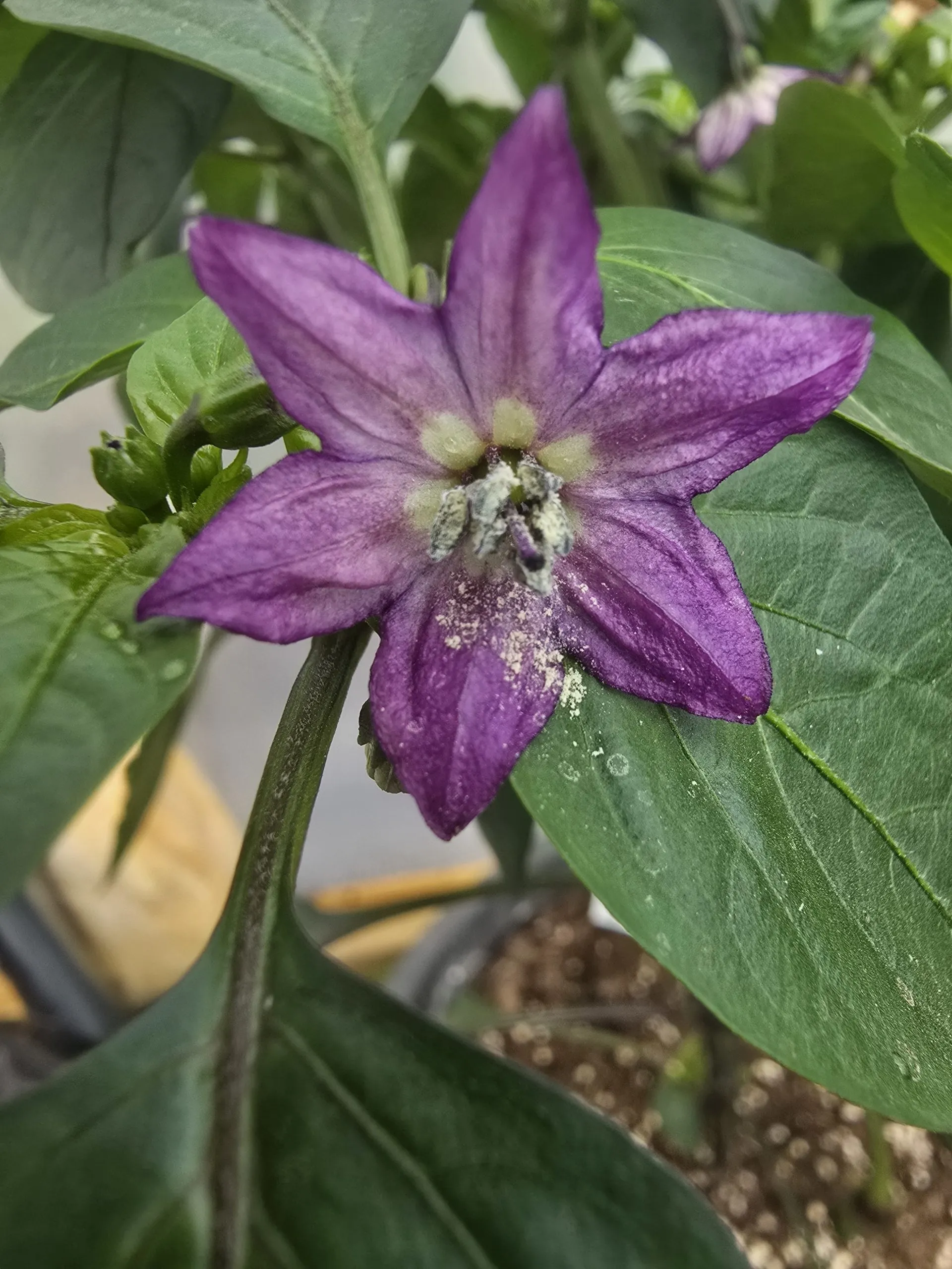 Black Cayenne Chilli Seeds - Image 4