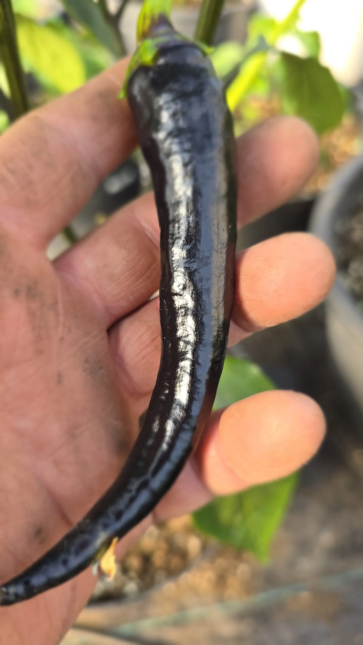 Black Cayenne Chilli Seeds - Image 5