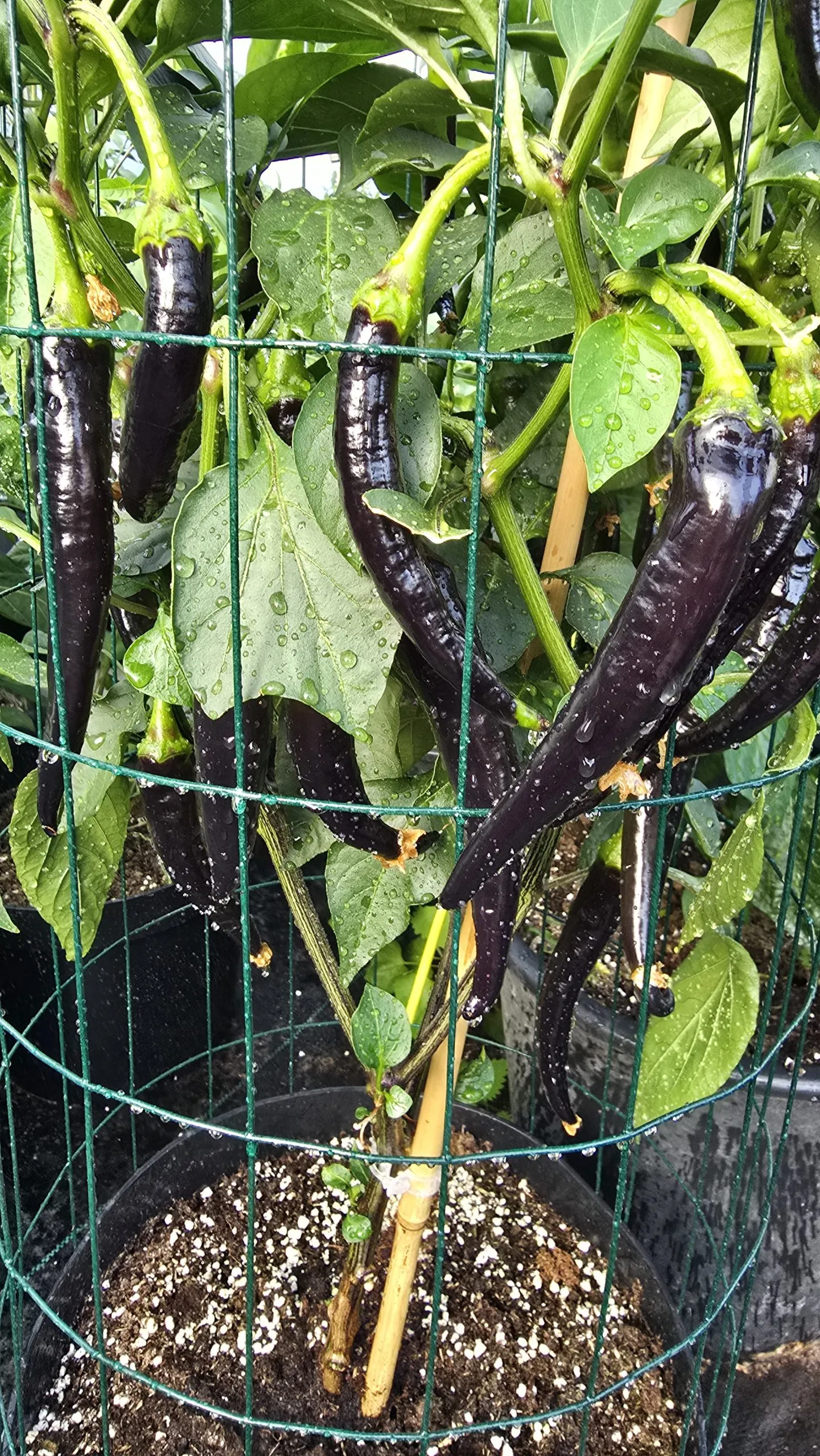Black Cayenne Chilli Seeds - Image 6