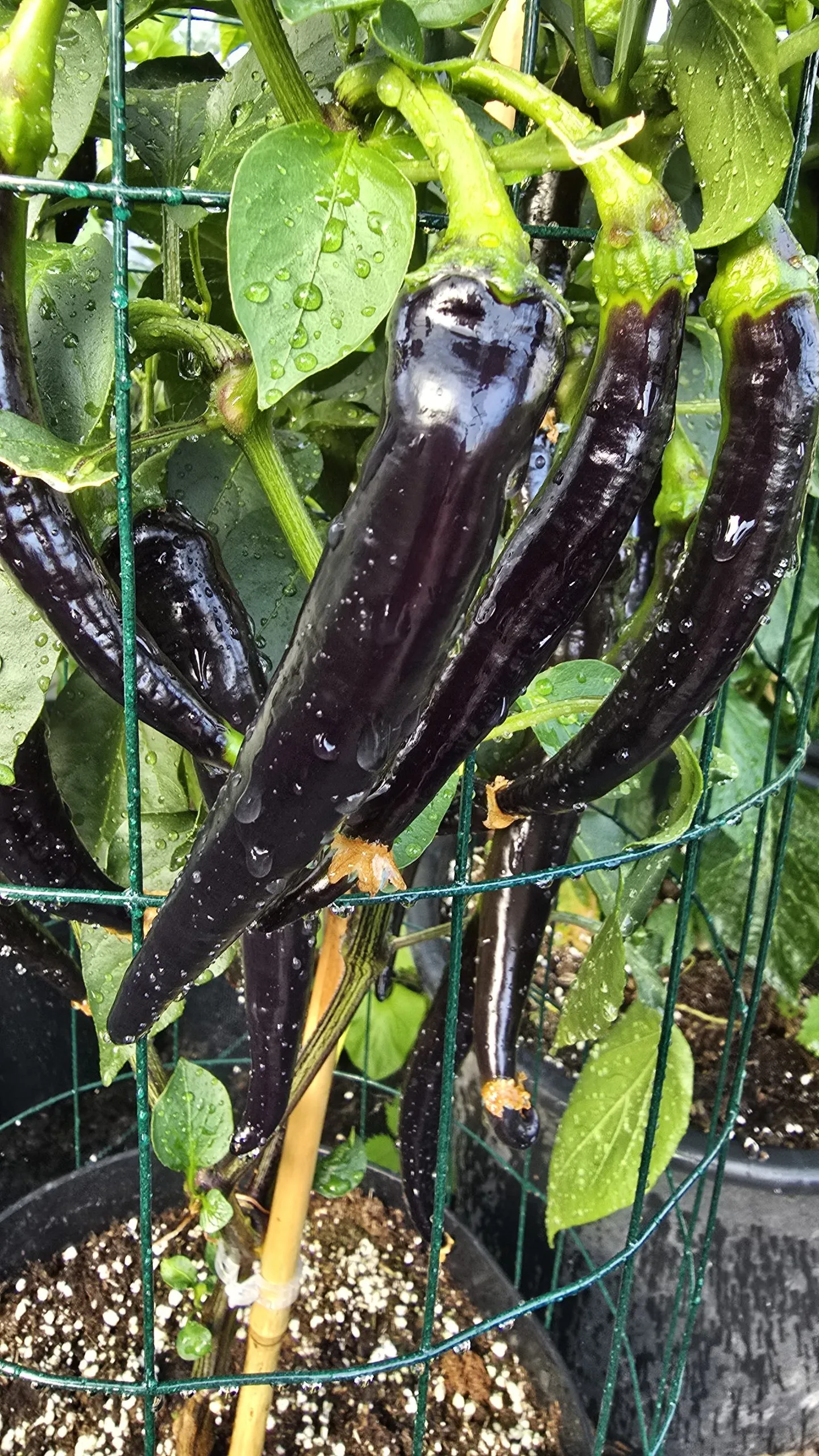 Black Cayenne Chilli Seeds - Image 7