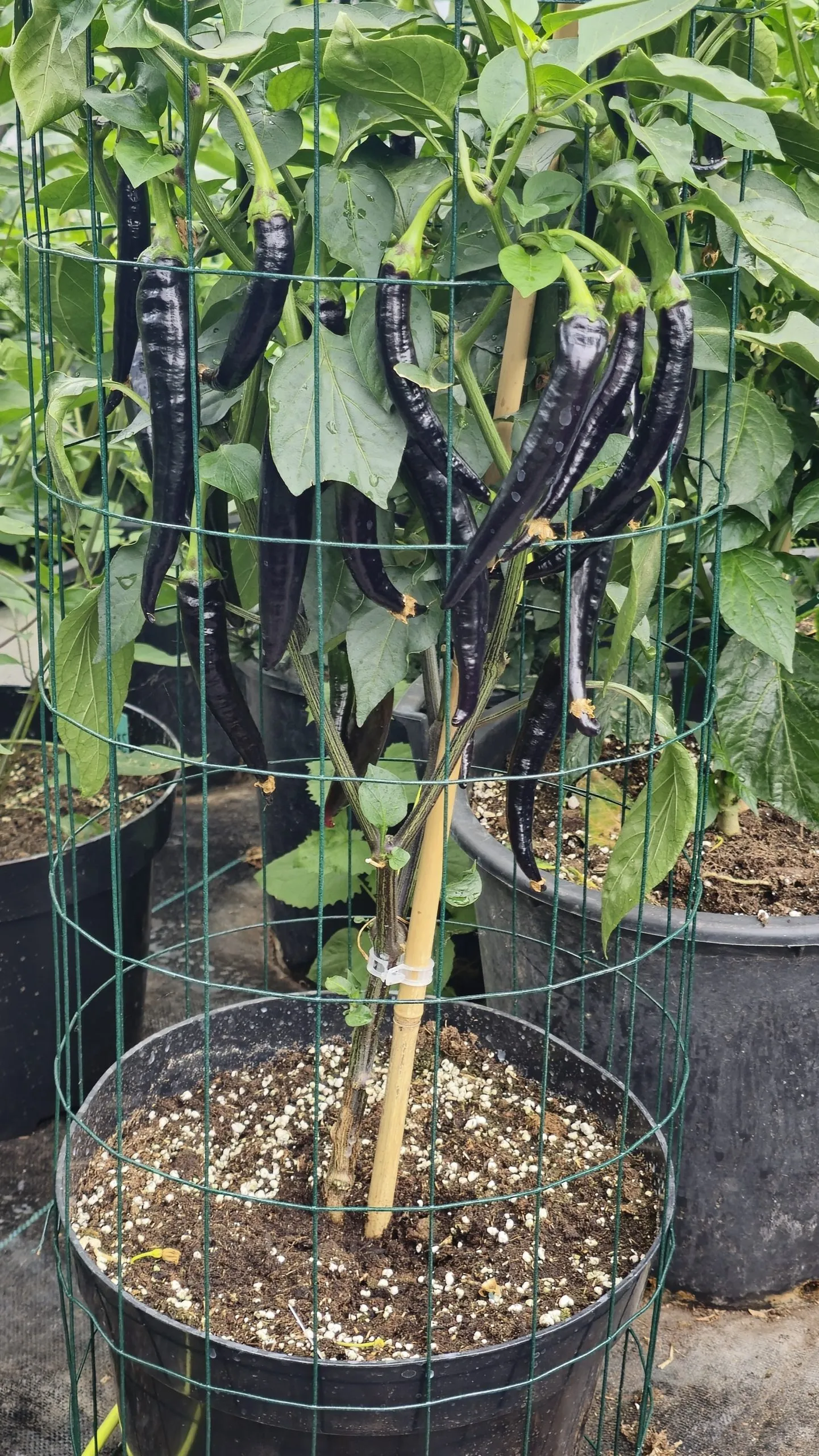 Black Cayenne Chilli Seeds - Image 8