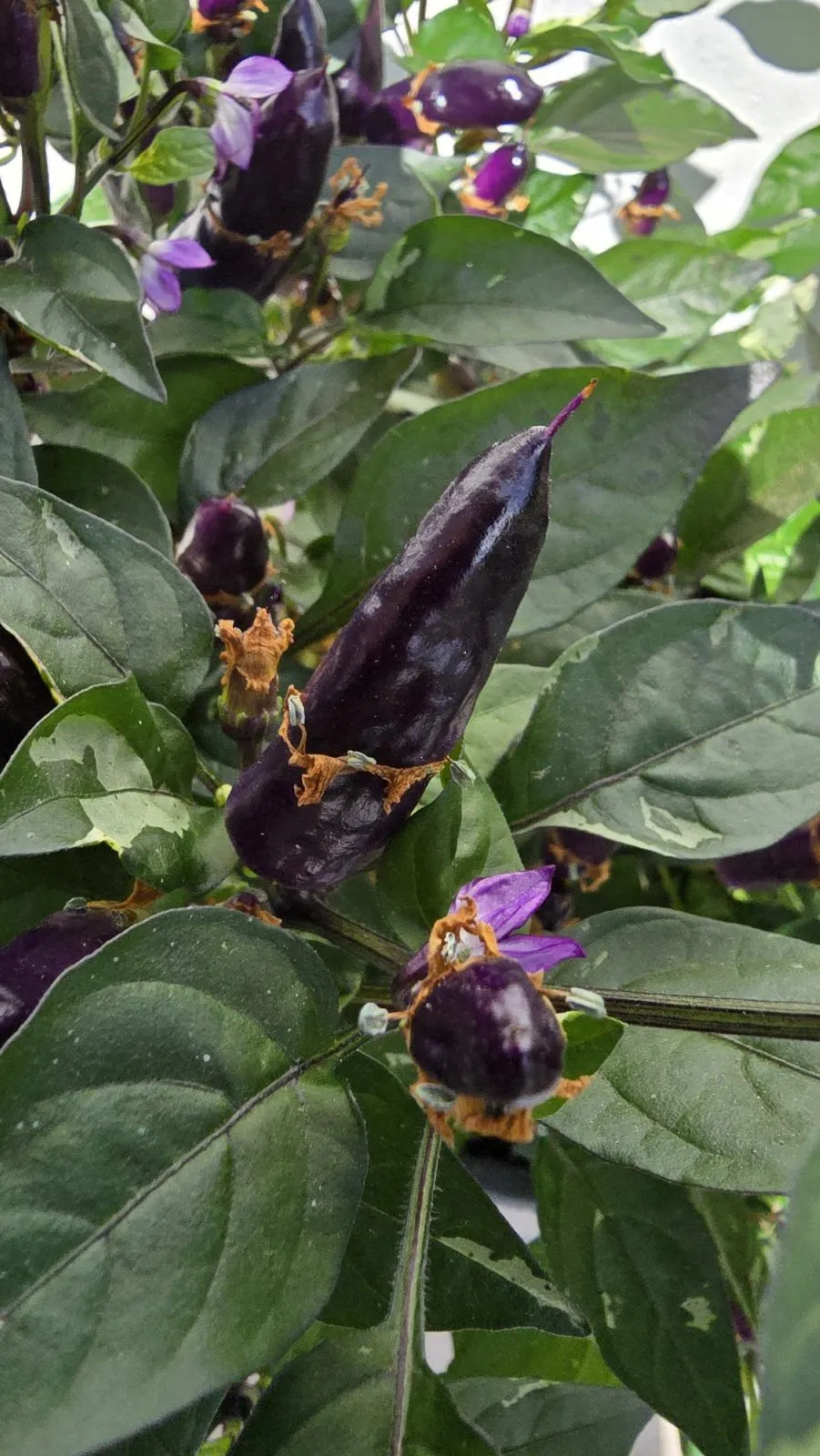 Pickles Blood Chilli Seeds - Image 10