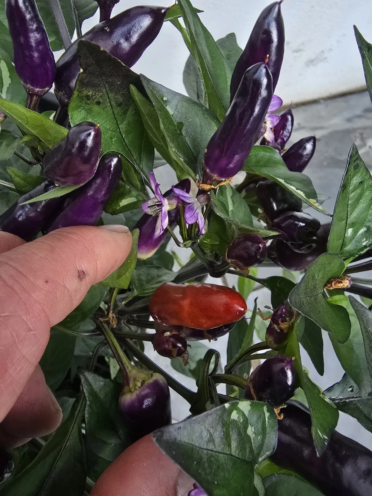 Pickles Blood Chilli Seeds - Image 8